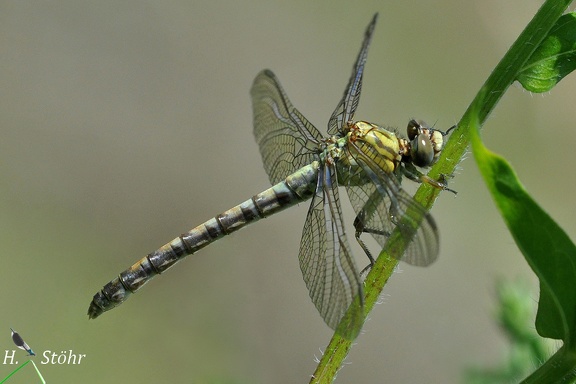 Kleine Zangenlibelle (Onychogomphus forcipatus)